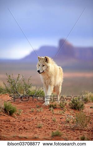 "Wolf (Canis lupus), adult, captive, Monument Valley, Utah, United States, North America" View Large Photo Image Stock Photo - "Wolf (Canis lupus), adult, captive, Monument Valley, Utah, United States, North America". Fotosearch