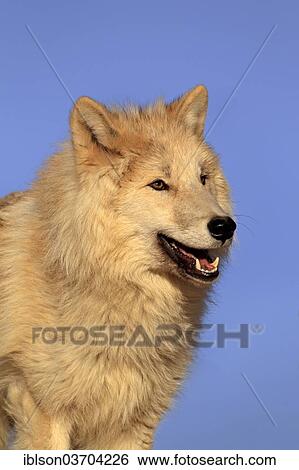 "Wolf (Canis lupus), adult, captive, Monument Valley, Utah, United States, North America" View Large Photo Image Stock Photograph - "Wolf (Canis lupus), adult, captive, Monument Valley, Utah, United States, North America". Fotosearch