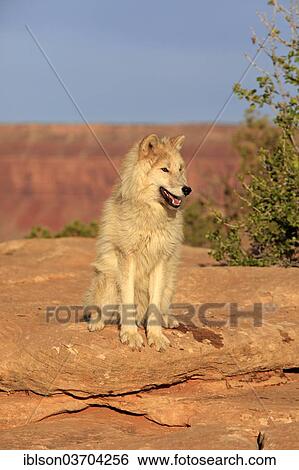 "Wolf (Canis lupus), adult, captive, Monument Valley, Utah, United States, North America" View Large Photo Image Stock Photograph - "Wolf (Canis lupus), adult, captive, Monument Valley, Utah, United States, North America". Fotosearch