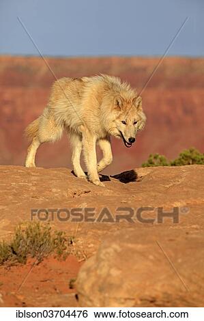 Stock Photograph - "Wolf (Canis lupus), adult, captive, Monument Valley, Utah, United States, North America". Fotosearch