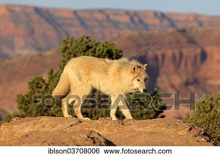 "Wolf (Canis lupus), adult, captive, Monument Valley, Utah, United States, North America" View Large Photo Image Stock Photograph - "Wolf (Canis lupus), adult, captive, Monument Valley, Utah, United States, North America". Fotosearch