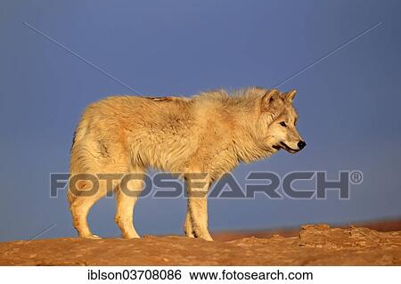 "Wolf (Canis lupus), adult, captive, Monument Valley, Utah, United States, North America" View Large Photo Image Stock Photograph - "Wolf (Canis lupus), adult, captive, Monument Valley, Utah, United States, North America". Fotosearch