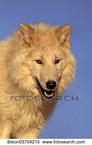 "Wolf (Canis lupus), adult, captive, Monument Valley, Utah, United States, North America" View Large Photo Image Stock Photography - "Wolf (Canis lupus), adult, captive, Monument Valley, Utah, United States, North America". Fotosearch