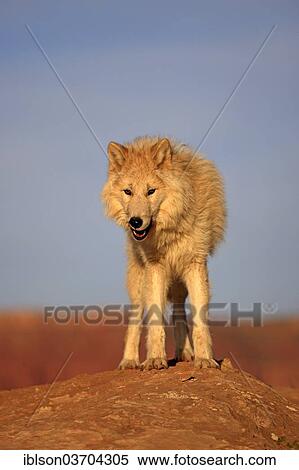 "Wolf (Canis lupus), adult, captive, Monument Valley, Utah, United States, North America" View Large Photo Image Stock Photography - "Wolf (Canis lupus), adult, captive, Monument Valley, Utah, United States, North America". Fotosearch