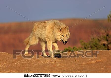 "Wolf (Canis lupus), adult, captive, Monument Valley, Utah, United States, North America" View Large Photo Image Stock Photography - "Wolf (Canis lupus), adult, captive, Monument Valley, Utah, United States, North America". Fotosearch