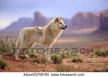 "Wolf (Canis lupus), adult, captive, Monument Valley, Utah, United States, North America" View Large Photo Image Stock Photography - "Wolf (Canis lupus), adult, captive, Monument Valley, Utah, United States, North America". Fotosearch