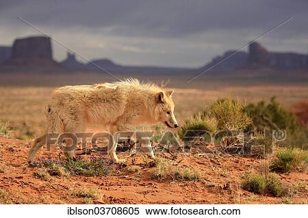 "Wolf (Canis lupus), adult, captive, Monument Valley, Utah, United States, North America" View Large Photo Image Stock Photography - "Wolf (Canis lupus), adult, captive, Monument Valley, Utah, United States, North America". Fotosearch