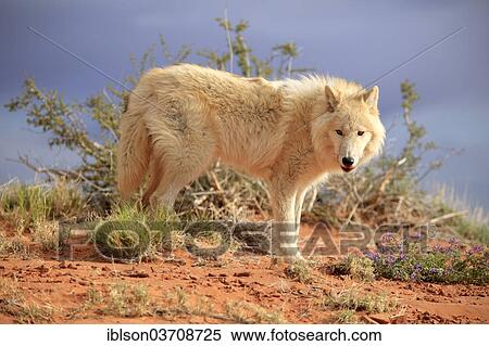 "Wolf (Canis lupus), adult, captive, Monument Valley, Utah, United States, North America" View Large Photo Image Stock Photography - "Wolf (Canis lupus), adult, captive, Monument Valley, Utah, United States, North America". Fotosearch