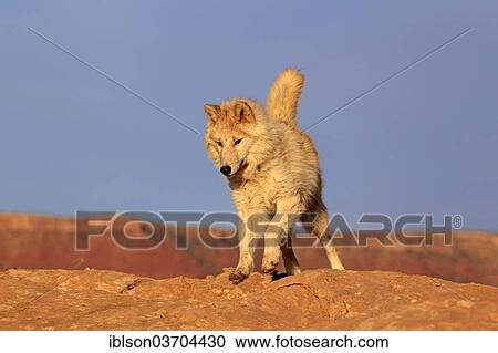 "Wolf (Canis lupus), adult, Monument Valley, Utah, United States, North America" View Large Photo Image Stock Image - "Wolf (Canis lupus), adult, Monument Valley, Utah, United States, North America". Fotosearch