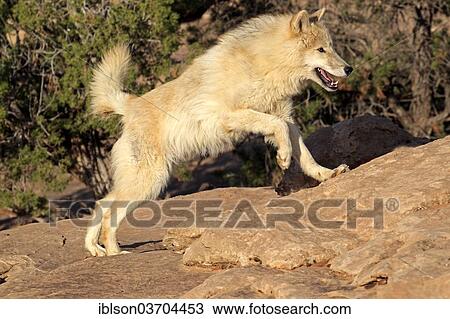 Stock Image - "Wolf (Canis lupus), adult, Monument Valley, Utah, United States, North America". Fotosearch