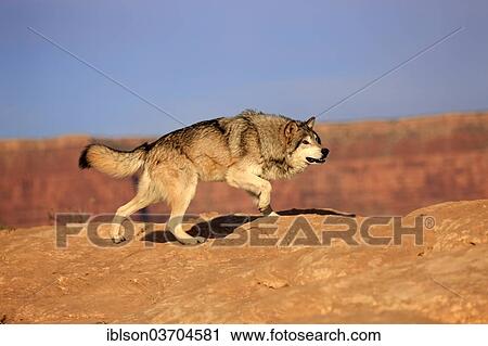 "Wolf (Canis lupus), adult, Monument Valley, Utah, United States, North America" View Large Photo Image Stock Image - "Wolf (Canis lupus), adult, Monument Valley, Utah, United States, North America". Fotosearch