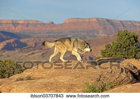 Stock Image - "Wolf (Canis lupus), adult, Monument Valley, Utah, United States, North America". Fotosearch