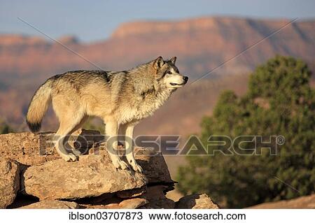 "Wolf (Canis lupus), adult, Monument Valley, Utah, United States, North America" View Large Photo Image Stock Image - "Wolf (Canis lupus), adult, Monument Valley, Utah, United States, North America". Fotosearch