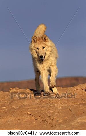 "Wolf (Canis lupus), adult, Monument Valley, Utah, United States, North America" View Large Photo Image Stock Photo - "Wolf (Canis lupus), adult, Monument Valley, Utah, United States, North America". Fotosearch