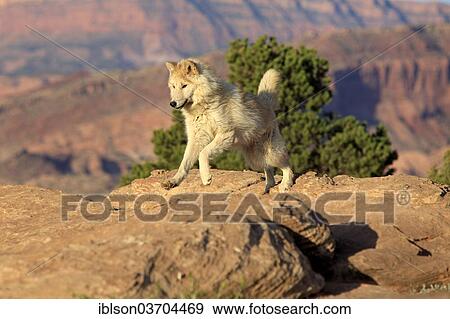 Stock Photo - "Wolf (Canis lupus), adult, Monument Valley, Utah, United States, North America". Fotosearch