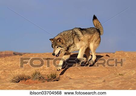 "Wolf (Canis lupus), adult, Monument Valley, Utah, United States, North America" View Large Photo Image Stock Photo - "Wolf (Canis lupus), adult, Monument Valley, Utah, United States, North America". Fotosearch