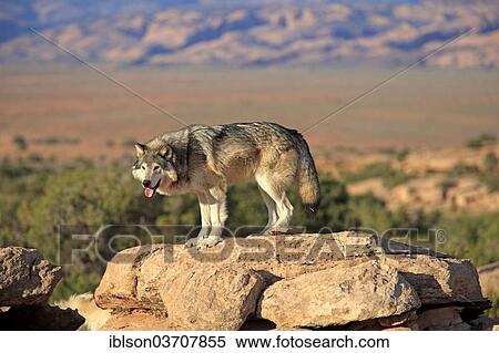 "Wolf (Canis lupus), adult, Monument Valley, Utah, United States, North America" View Large Photo Image Stock Photography - "Wolf (Canis lupus), adult, Monument Valley, Utah, United States, North America". Fotosearch
