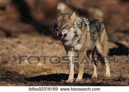 "Wolf (Canis lupus), baring its teeth, captive, Bavaria, Germany, Europe" View Large Photo Image Stock Photo - "Wolf (Canis lupus), baring its teeth, captive, Bavaria, Germany, Europe". Fotosearch