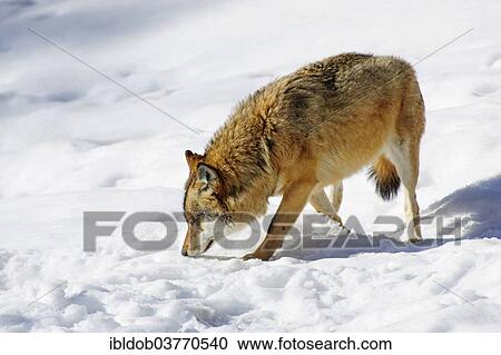 "Wolf (Canis lupus), Bavarian Forest National Park, Bavaria, Germany, Europe" View Large Photo Image Stock Image - "Wolf (Canis lupus), Bavarian Forest National Park, Bavaria, Germany, Europe". Fotosearch