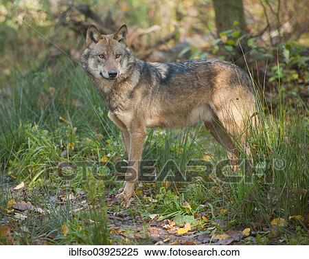 "Wolf (Canis lupus), captive, Bavaria, Germany, Europe" View Large Photo Image Stock Photography - "Wolf (Canis lupus), captive, Bavaria, Germany, Europe". Fotosearch