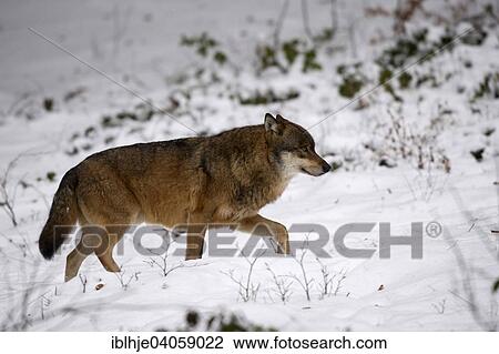 "Wolf (Canis lupus), captive, Bavarian Forest National Park, Grafenau, Bavaria, Germany, Europe" View Large Photo Image Stock Image - "Wolf (Canis lupus), captive, Bavarian Forest National Park, Grafenau, Bavaria, Germany, Europe". Fotosearch
