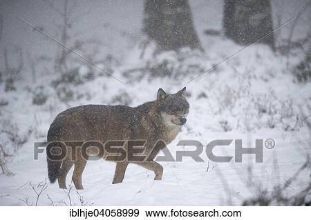 "Wolf (Canis lupus), captive, Bavarian Forest National Park, Grafenau, Bavaria, Germany, Europe" View Large Photo Image Stock Photo - "Wolf (Canis lupus), captive, Bavarian Forest National Park, Grafenau, Bavaria, Germany, Europe". Fotosearch