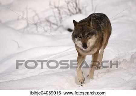 "Wolf (Canis lupus), captive, Bavarian Forest National Park, Grafenau, Bavaria, Germany, Europe" View Large Photo Image Stock Photograph - "Wolf (Canis lupus), captive, Bavarian Forest National Park, Grafenau, Bavaria, Germany, Europe". Fotosearch