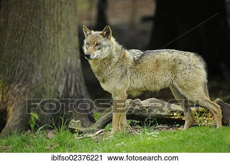 "Wolf (Canis lupus), captive, Lower Saxony, Germany, Europe, PublicGround, Europe" View Large Photo Image Stock Image - "Wolf (Canis lupus), captive, Lower Saxony, Germany, Europe, PublicGround, Europe". Fotosearch