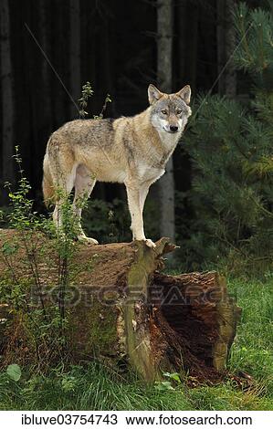 Stock Image - "Wolf (Canis lupus), captive, Schleswig-Holstein, Germany, Europe". Fotosearch