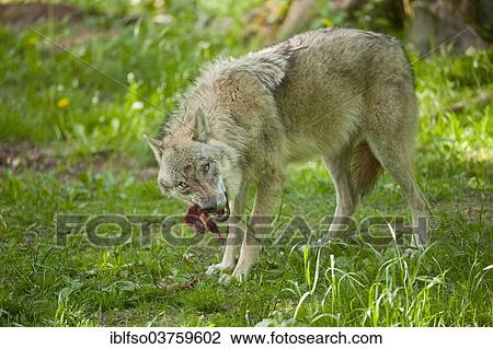 "Wolf (Canis lupus), feeding, captive, Hesse, Germany, Europe" View Large Photo Image Stock Image - "Wolf (Canis lupus), feeding, captive, Hesse, Germany, Europe". Fotosearch