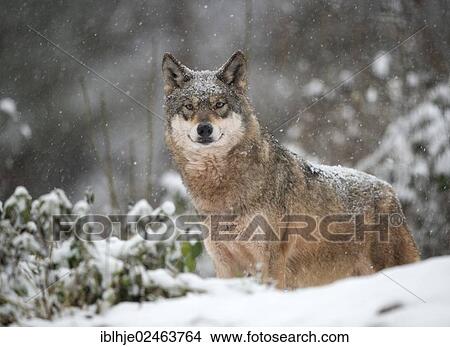 "Wolf (Canis lupus) in the snow, Gondorf, Rhineland-Palatinate, Germany, Europe" View Large Photo Image Picture - "Wolf (Canis lupus) in the snow, Gondorf, Rhineland-Palatinate, Germany, Europe". Fotosearch