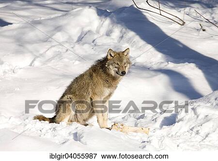 "Wolf (Canis lupus) in the snow, captive, Bavarian Forest National Park, Bavaria, Germany, Europe" View Large Photo Image Stock Photo - "Wolf (Canis lupus) in the snow, captive, Bavarian Forest National Park, Bavaria, Germany, Europe". Fotosearch