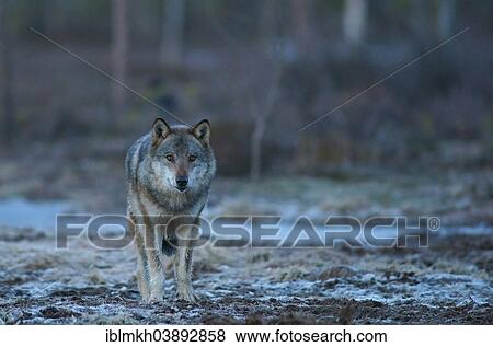 "Wolf (Canis lupus), Kainuu, Finland, Europe" View Large Photo Image Stock Photo - "Wolf (Canis lupus), Kainuu, Finland, Europe". Fotosearch