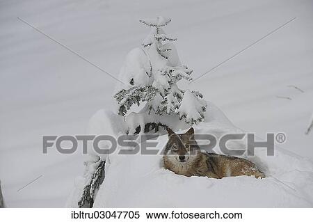 "Wolf (Canis lupus), lying in the snow, captive, Bayerischer Wald, Bavaria, Germany, Europe" View Large Photo Image Stock Photography - "Wolf (Canis lupus), lying in the snow, captive, Bayerischer Wald, Bavaria, Germany, Europe". Fotosearch