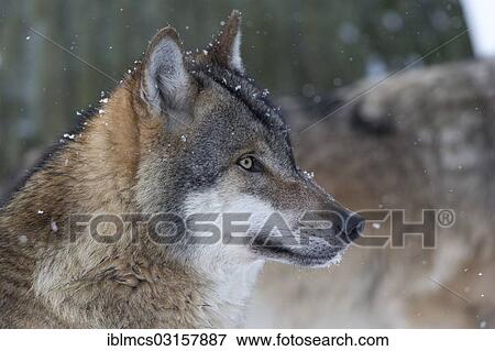 "Wolf (Canis lupus), portrait, captive, Tierpark Sababurg, Hofgeismar, Hesse, Germany, Europe" View Large Photo Image Stock Photo - "Wolf (Canis lupus), portrait, captive, Tierpark Sababurg, Hofgeismar, Hesse, Germany, Europe". Fotosearch