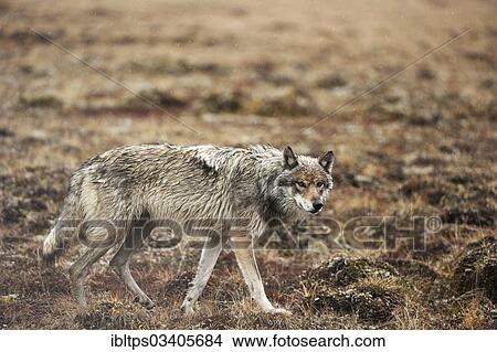 "Wolf (Canis lupus) prowling in the rain through the Arctic tundra, Denali National Park, Alaska, United States, North America" View Large Photo Image Picture - "Wolf (Canis lupus) prowling in the rain through the Arctic tundra, Denali National Park, Alaska, United States, North America". Fotosearch