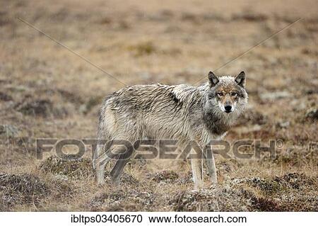 "Wolf (Canis lupus) prowling in the rain through the Arctic tundra, Denali National Park, Alaska, United States, North America" View Large Photo Image Stock Image - "Wolf (Canis lupus) prowling in the rain through the Arctic tundra, Denali National Park, Alaska, United States, North America". Fotosearch