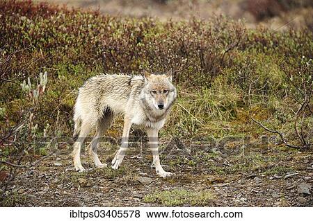 "Wolf (Canis lupus) prowling in the rain through the Arctic tundra, Denali National Park, Alaska, United States, North America" View Large Photo Image Stock Photo - "Wolf (Canis lupus) prowling in the rain through the Arctic tundra, Denali National Park, Alaska, United States, North America". Fotosearch