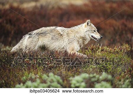 "Wolf (Canis lupus) prowling the Arctic tundra, Denali National Park, Alaska, United States, North America" View Large Photo Image Picture - "Wolf (Canis lupus) prowling the Arctic tundra, Denali National Park, Alaska, United States, North America". Fotosearch