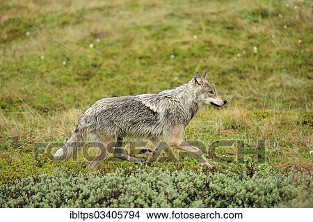"Wolf (Canis lupus) prowling through the Arctic tundra, Denali National Park, Alaska, United States, North America" View Large Photo Image Picture - "Wolf (Canis lupus) prowling through the Arctic tundra, Denali National Park, Alaska, United States, North America". Fotosearch
