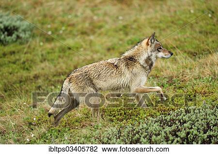 "Wolf (Canis lupus) prowling through the Arctic tundra, Denali National Park, Alaska, United States, North America" View Large Photo Image Stock Image - "Wolf (Canis lupus) prowling through the Arctic tundra, Denali National Park, Alaska, United States, North America". Fotosearch