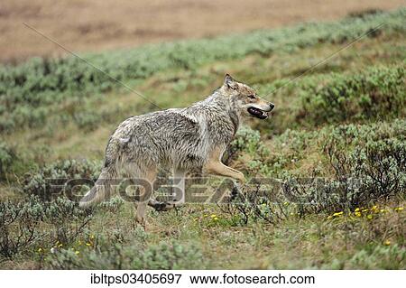 "Wolf (Canis lupus) prowling through the Arctic tundra, Denali National Park, Alaska, United States, North America" View Large Photo Image Stock Photo - "Wolf (Canis lupus) prowling through the Arctic tundra, Denali National Park, Alaska, United States, North America". Fotosearch