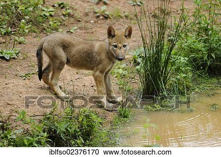 "Wolf (Canis lupus), pup, captive, Bavaria, Germany, Europe" View Large Photo Image Stock Image - "Wolf (Canis lupus), pup, captive, Bavaria, Germany, Europe". Fotosearch