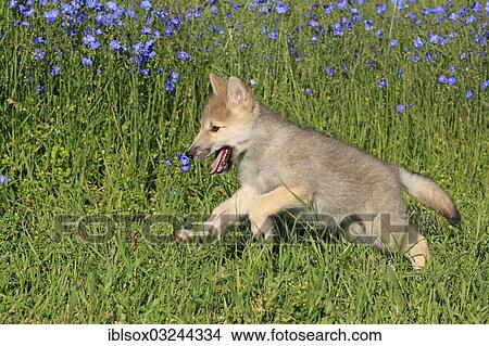 "Wolf (Canis lupus), pup, eight weeks old, in a meadow, captive, Kalispell, Montana, United States, North America" View Large Photo Image Picture - "Wolf (Canis lupus), pup, eight weeks old, in a meadow, captive, Kalispell, Montana, United States, North America". Fotosearch