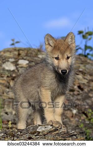 "Wolf (Canis lupus), pup, eight weeks old, captive, Kalispell, Montana, United States, North America" View Large Photo Image Picture - "Wolf (Canis lupus), pup, eight weeks old, captive, Kalispell, Montana, United States, North America". Fotosearch