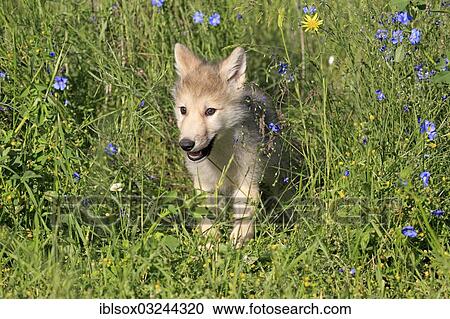 "Wolf (Canis lupus), pup, eight weeks old, in a meadow, captive, Kalispell, Montana, United States, North America" View Large Photo Image Stock Image - "Wolf (Canis lupus), pup, eight weeks old, in a meadow, captive, Kalispell, Montana, United States, North America". Fotosearch