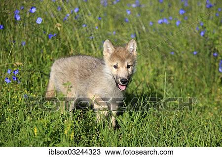 "Wolf (Canis lupus), pup, eight weeks old, in a meadow, captive, Kalispell, Montana, United States, North America" View Large Photo Image Stock Image - "Wolf (Canis lupus), pup, eight weeks old, in a meadow, captive, Kalispell, Montana, United States, North America". Fotosearch