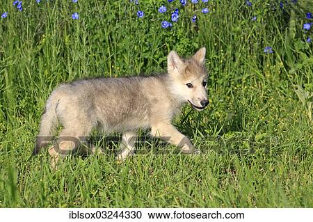 "Wolf (Canis lupus), pup, eight weeks old, in a meadow, captive, Kalispell, Montana, United States, North America" View Large Photo Image Stock Image - "Wolf (Canis lupus), pup, eight weeks old, in a meadow, captive, Kalispell, Montana, United States, North America". Fotosearch