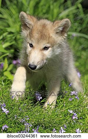 "Wolf (Canis lupus), pup, eight weeks old, in a meadow, captive, Kalispell, Montana, United States, North America" View Large Photo Image Stock Image - "Wolf (Canis lupus), pup, eight weeks old, in a meadow, captive, Kalispell, Montana, United States, North America". Fotosearch