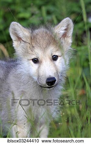 Stock Image - "Wolf (Canis lupus), pup, eight weeks old, captive, Kalispell, Montana, United States, North America". Fotosearch